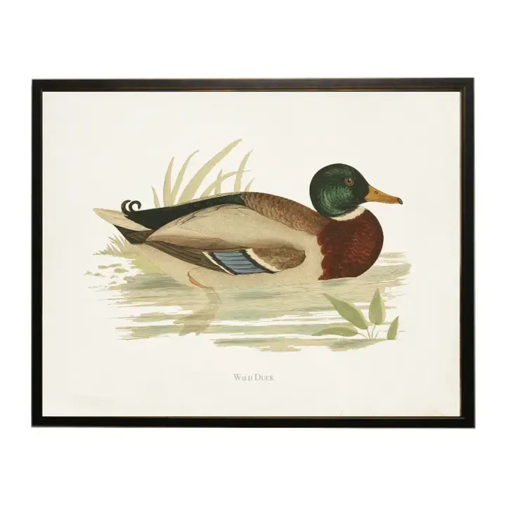 10" x 8" Framed Wild Duck Bookplate Print