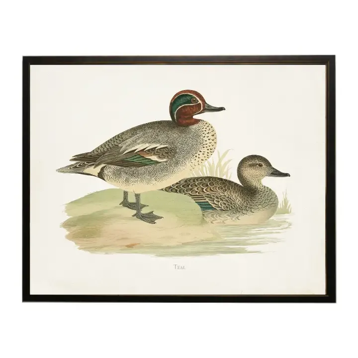 10" x 8" Framed Teal Duck Bookplate Print