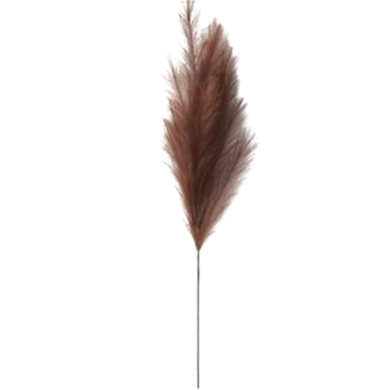 39" Dark Brown Pampas Grass Stem