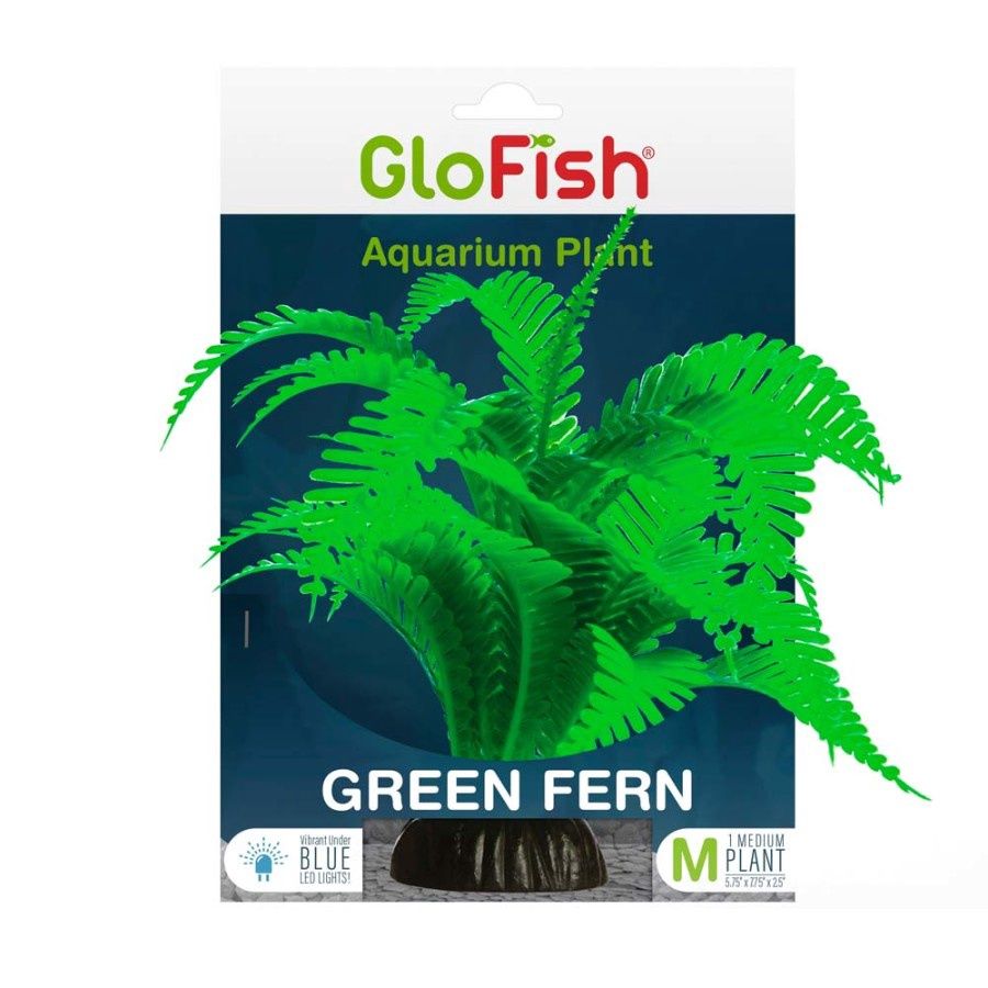 Glow Fish Fern