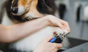 Nails Clipping Dog