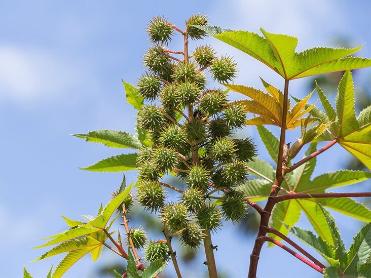 Castor Oil