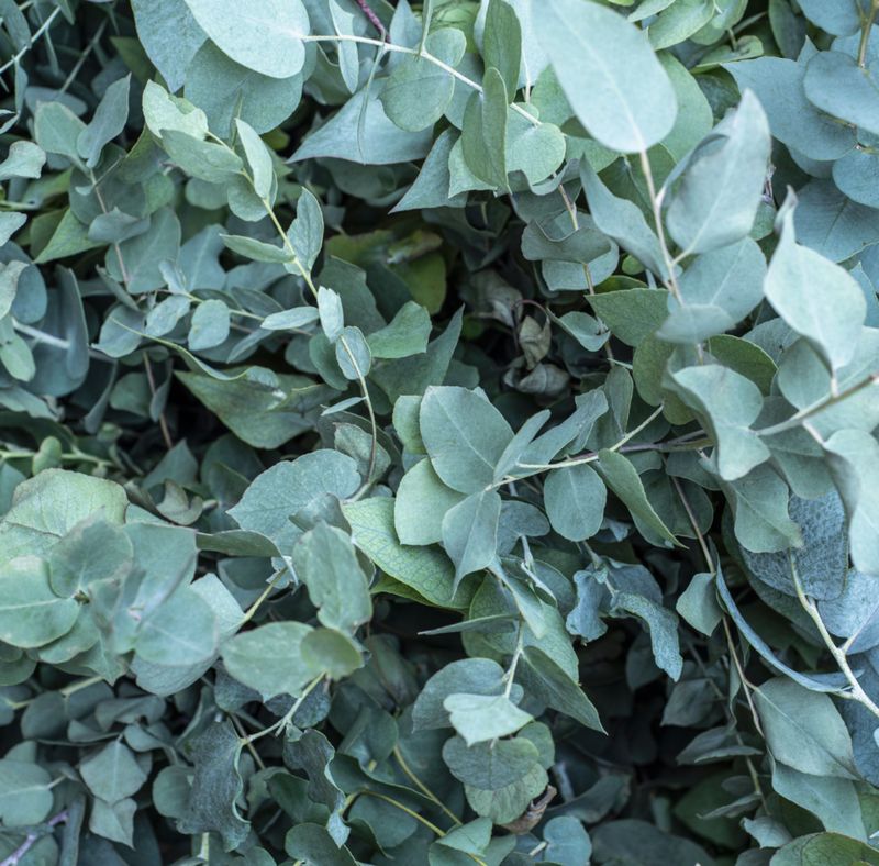 Eucalyptus Essential Oil