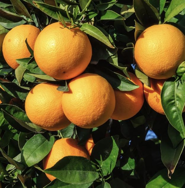 Sweet Orange Essential Oil
