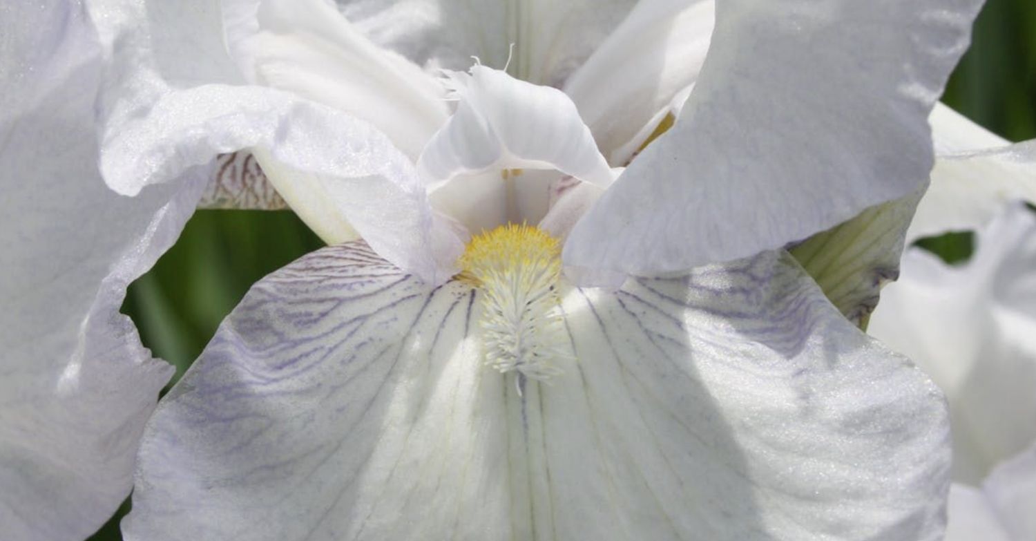 Vanilla Fragrance Oil