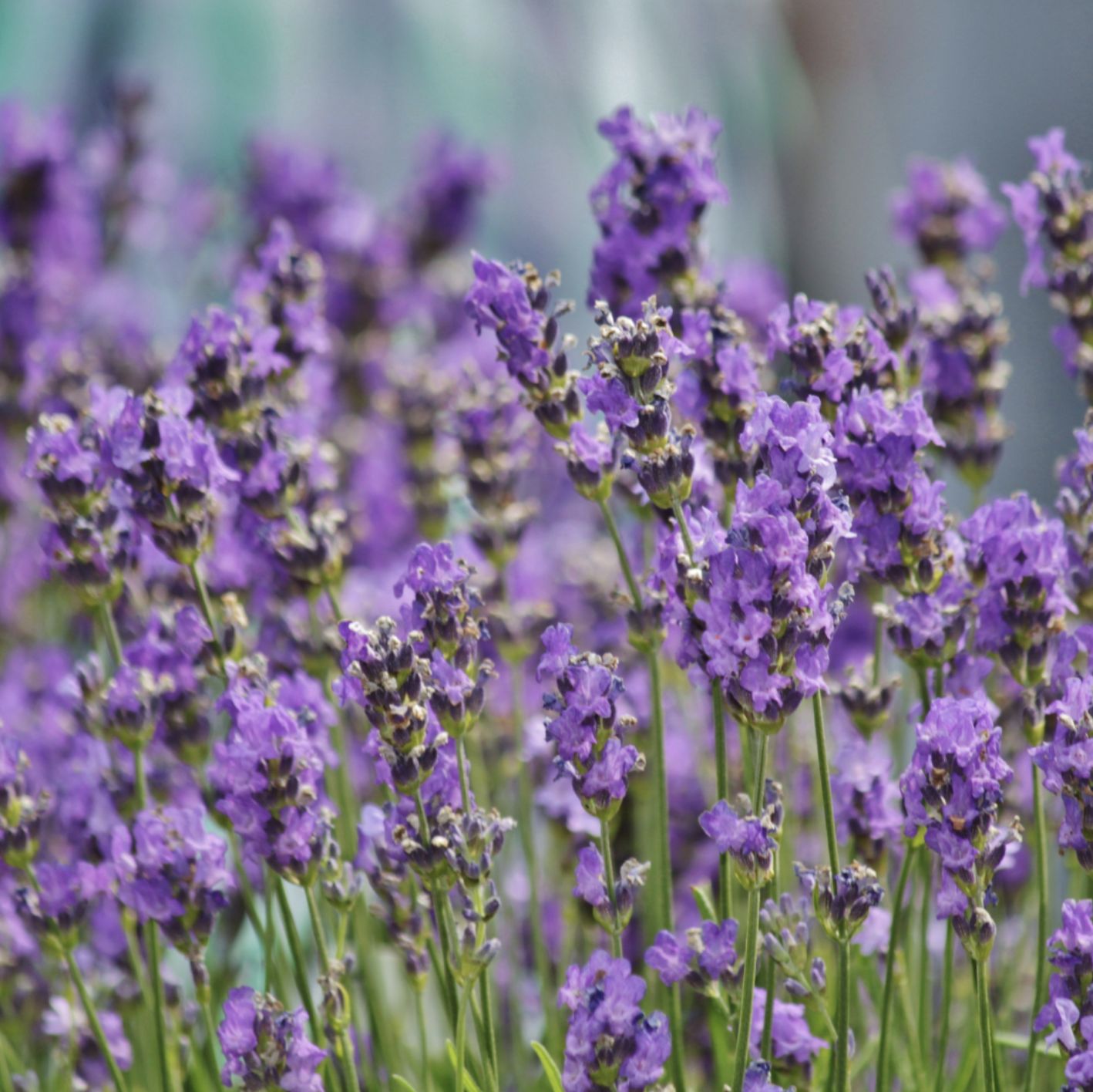 Lavender Essential Oil
