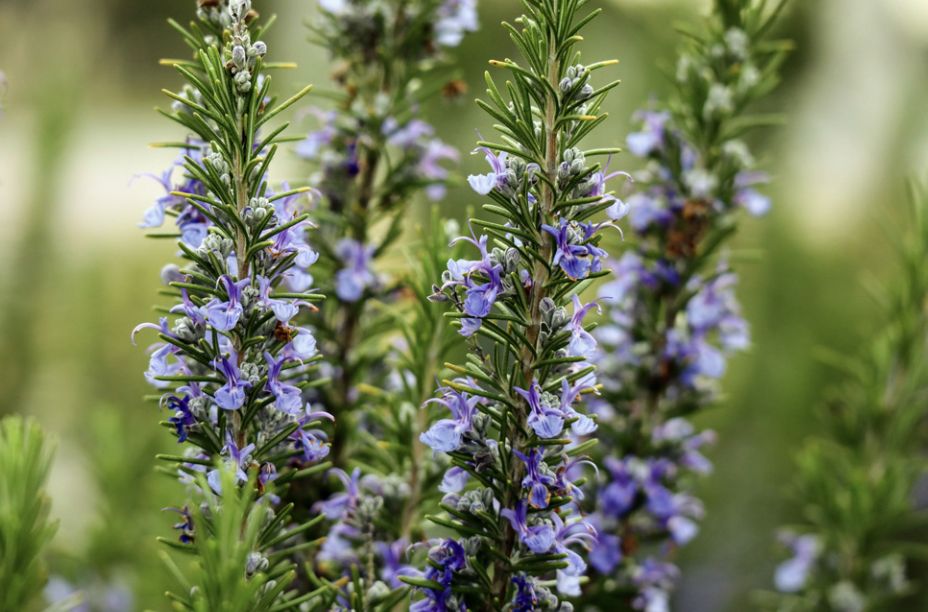 Rosemary Essential Oil
