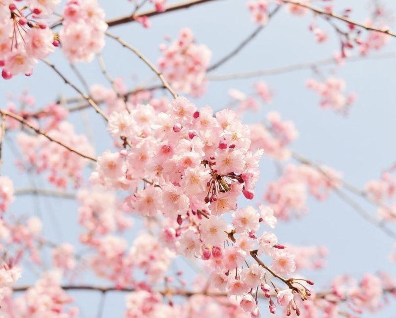 Japanese Cherry Blossom Fragrance Oil