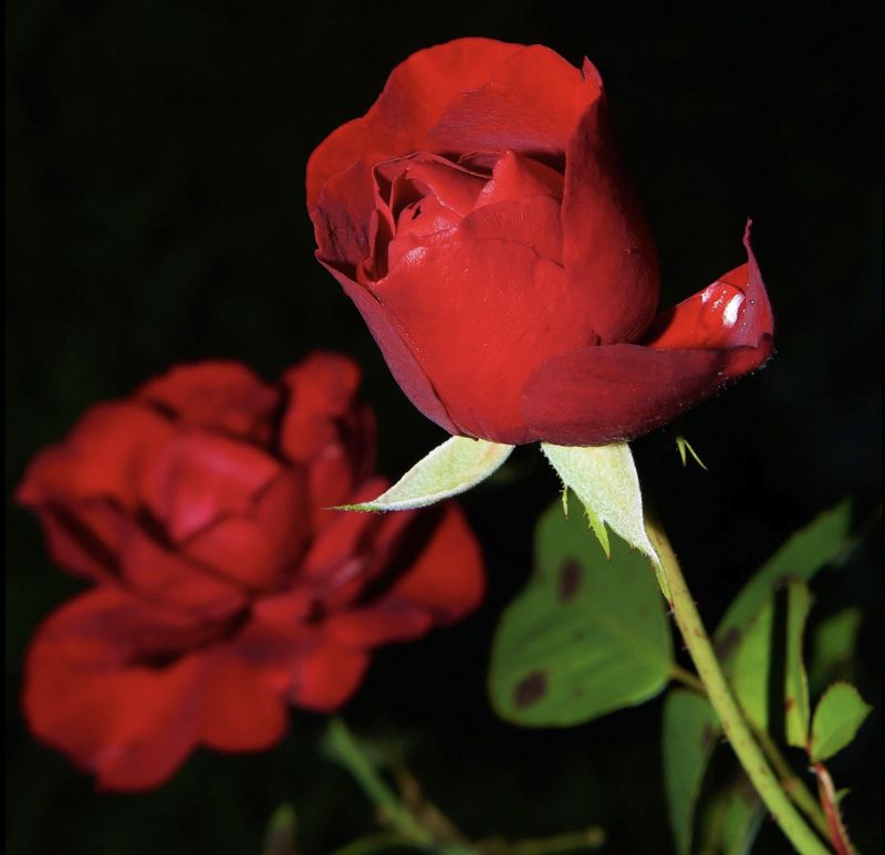 Rose Petals Fragrance Oil