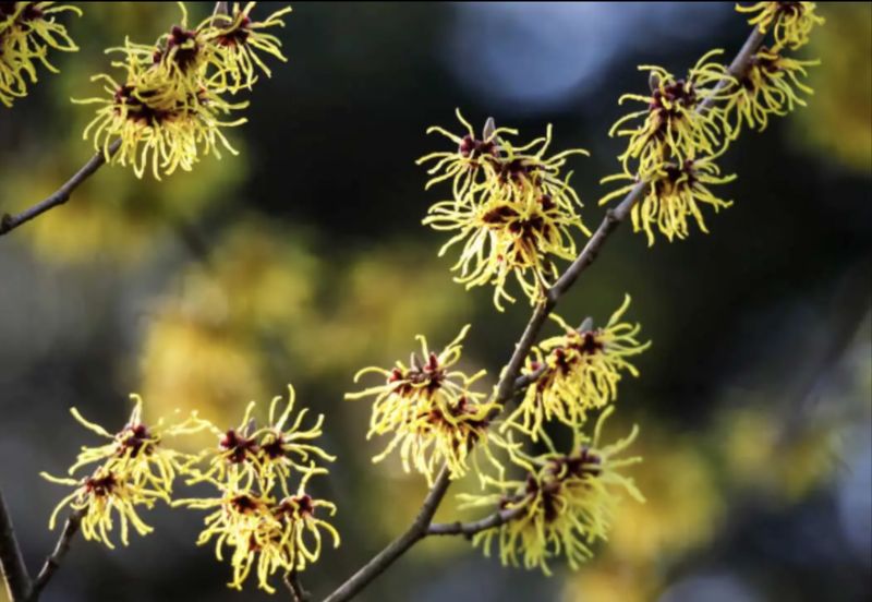 Witch Hazel Distillate-Alcohol Free