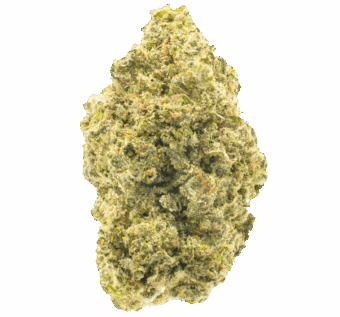 Key Lime Jack