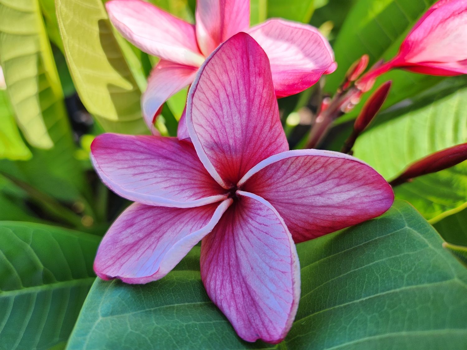Frangipani Black Claret 250mm