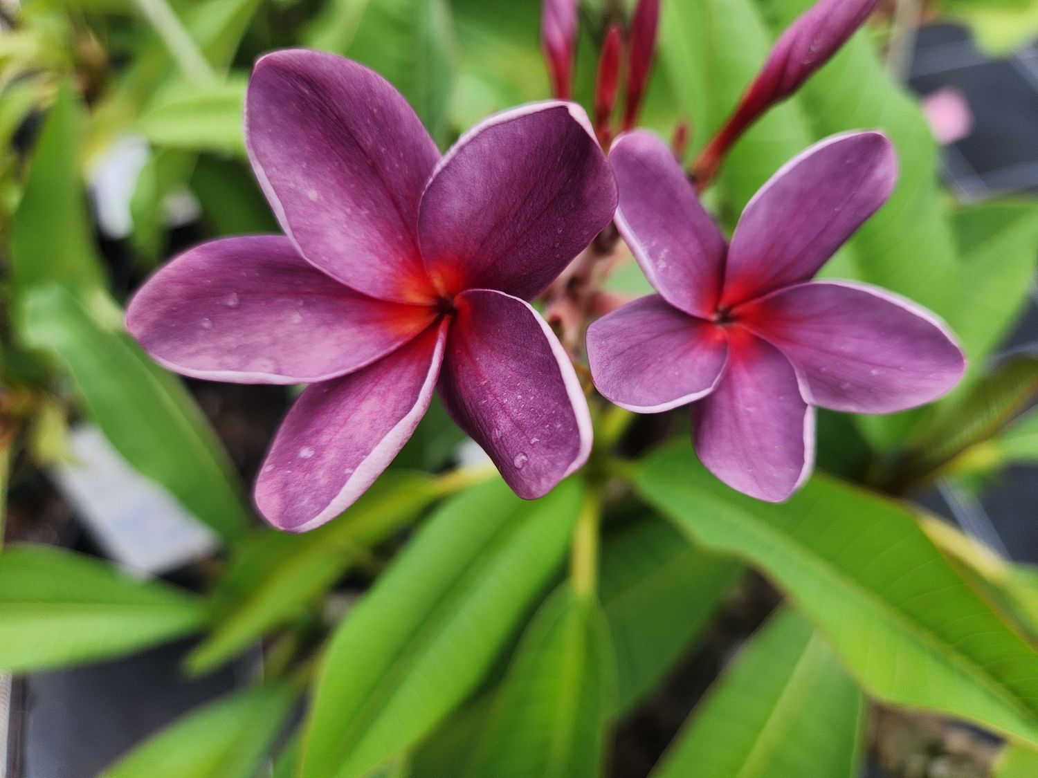 Frangipani Black Purple - Muang Aachan 200mm