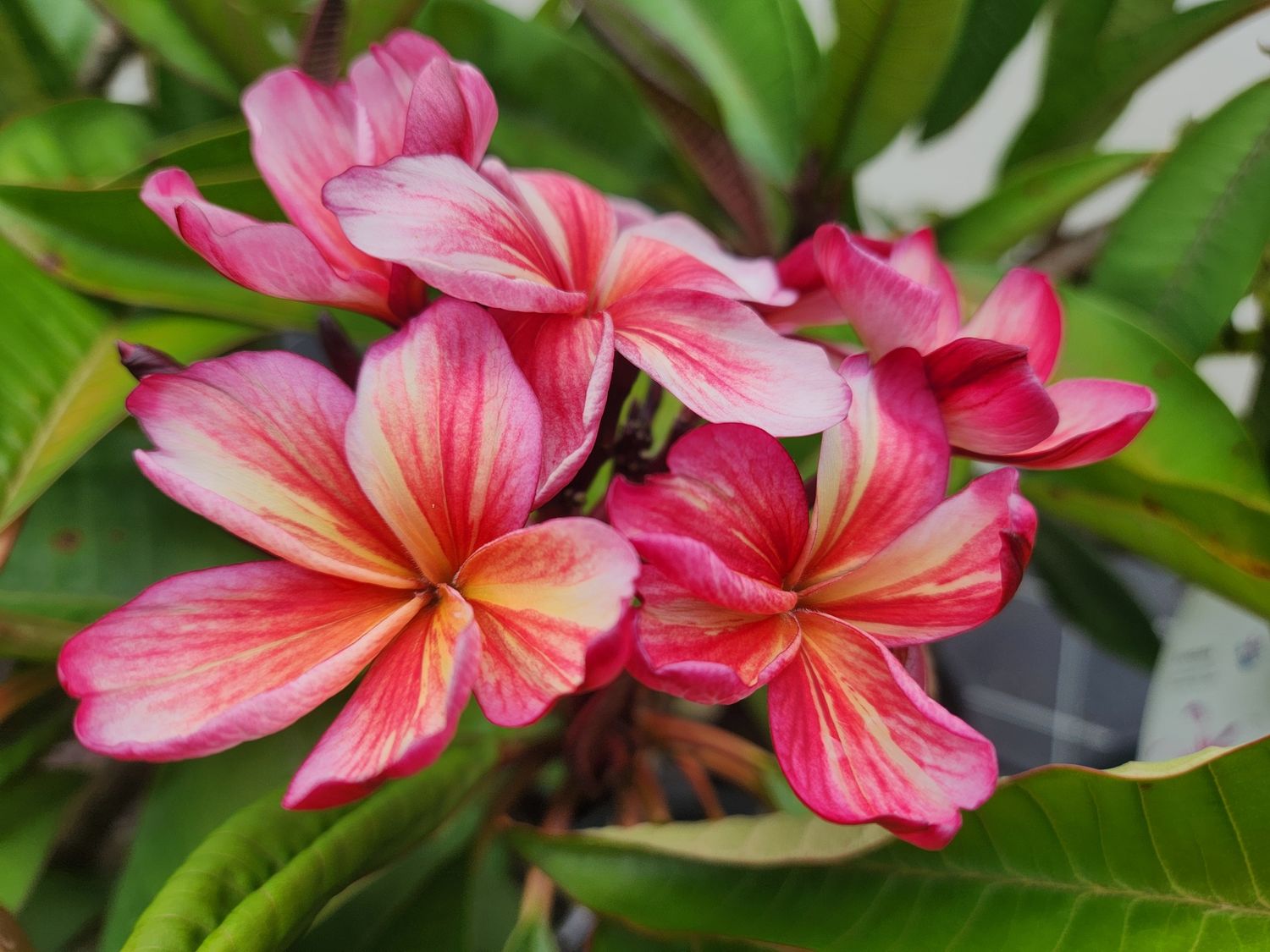 Frangipani Kukiat Fantasia 300mm
