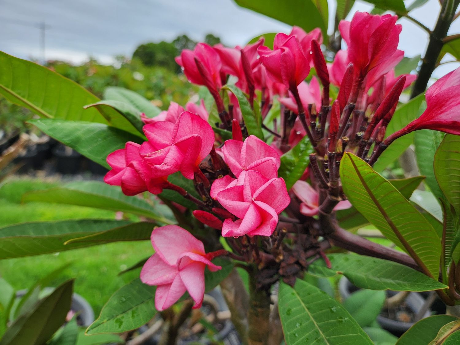 Frangipani Cherry Clusters - Chompoo Phuang Roi 250mm