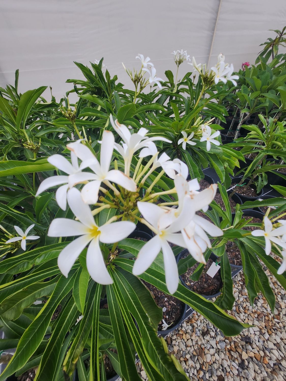 Frangipani Kukiat Engel 200mm