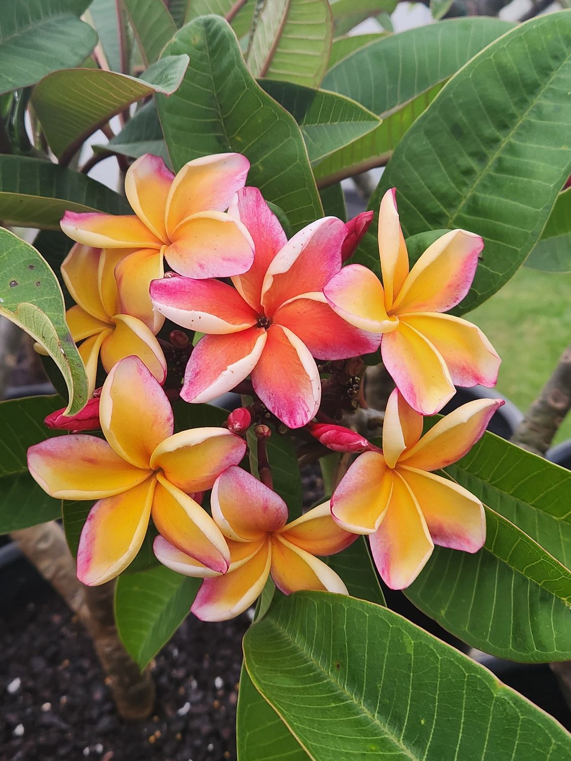 Frangipani Penang Peach - Som Kalisin 400mm