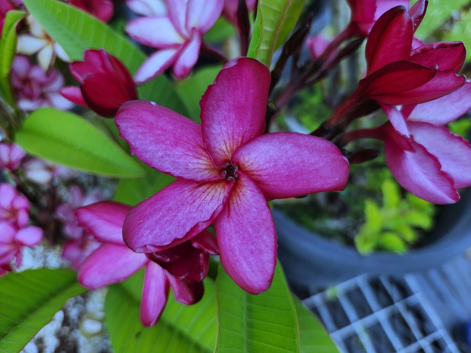 Frangipani Nui Phantom 200mm