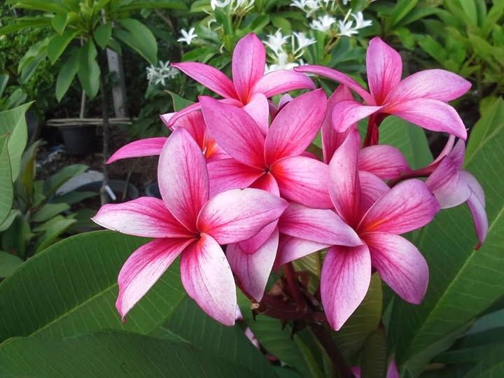Frangipani Nui Pink Star