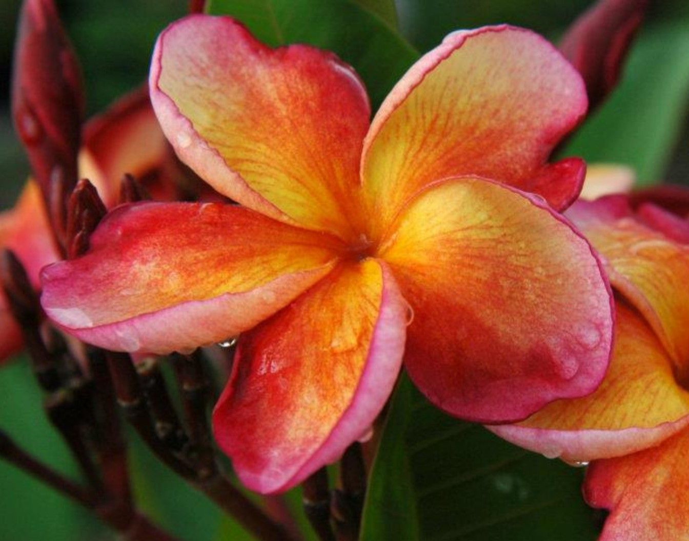 Frangipani JJ Orange Sixty 200mm