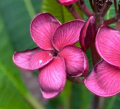 Frangipani Nui Dragon Heart - Black Tiger 200mm