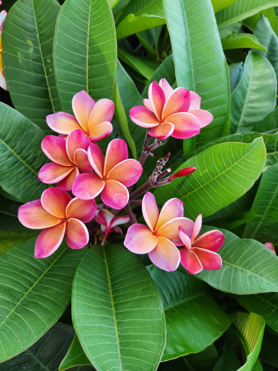 Frangipani George Brown 300mm