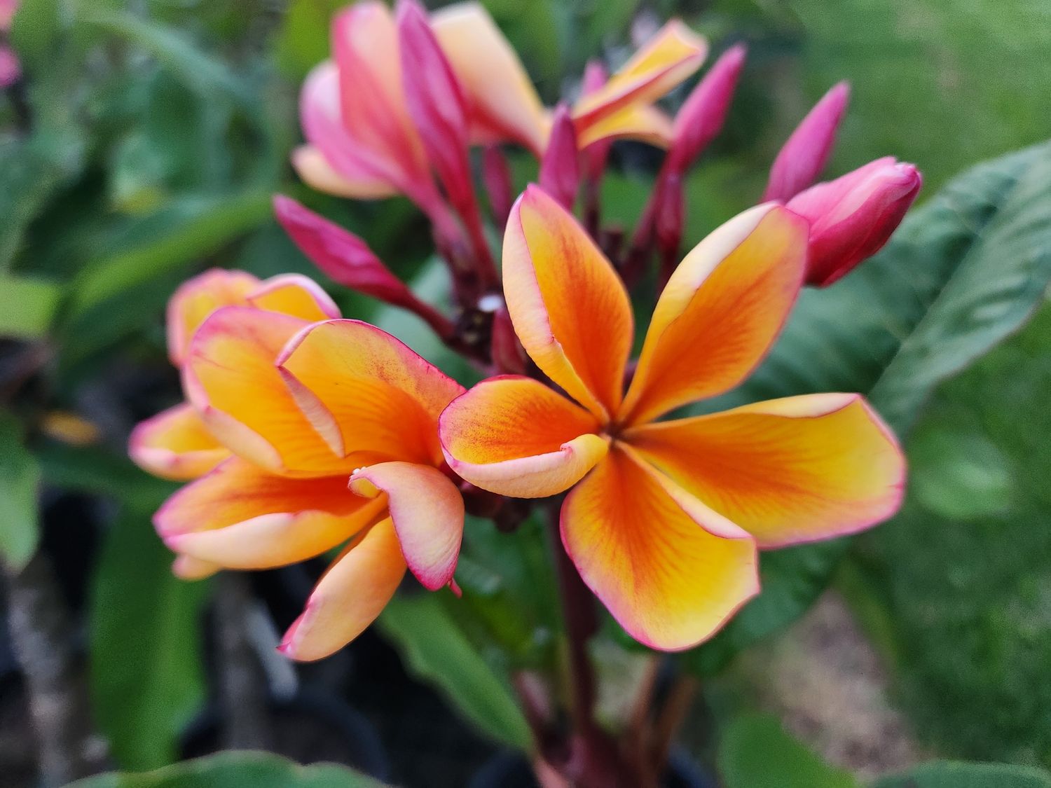 Frangipani Golden Noi 200mm