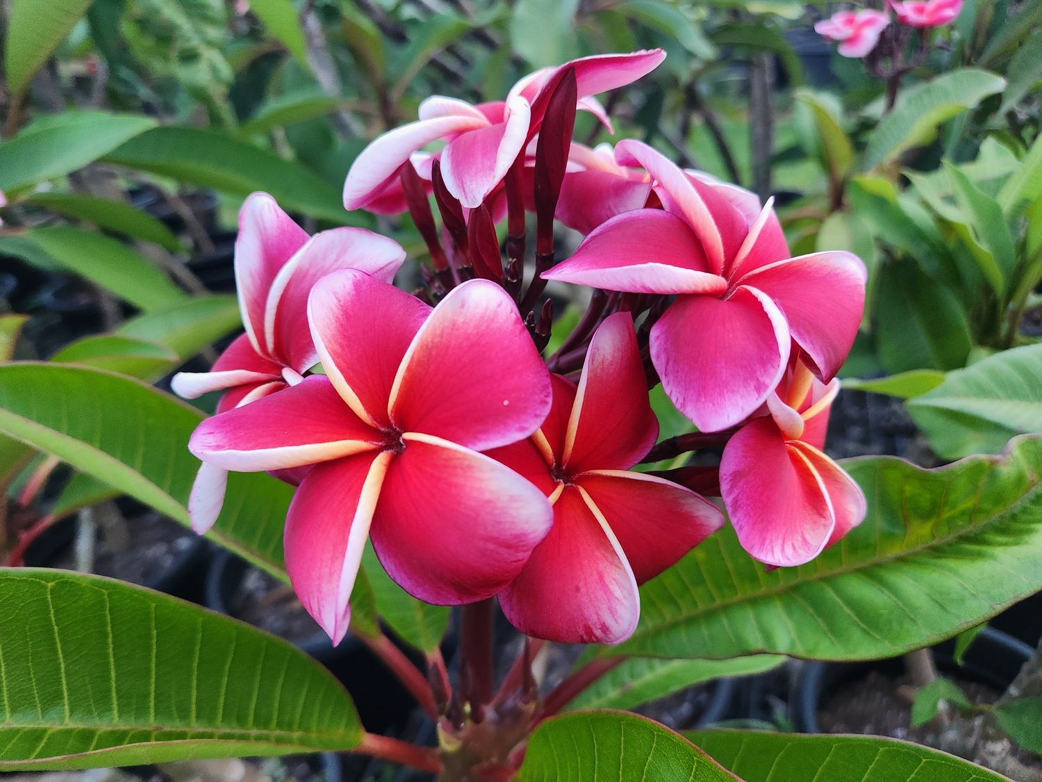 Frangipani JJ Gina 200mm