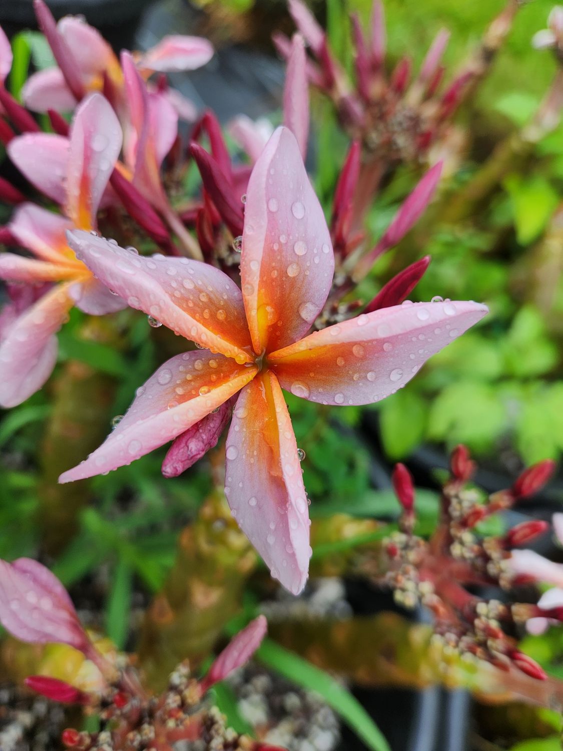 Frangipani JL Metallica 250mm