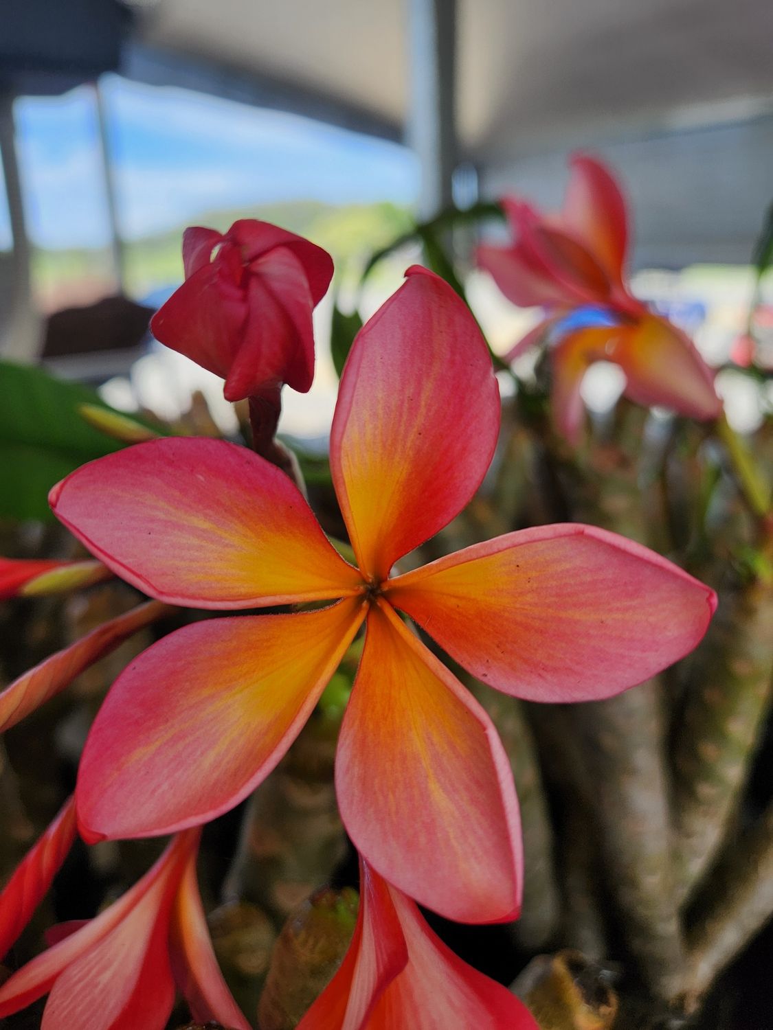 Frangipani Mango Brush 200mm