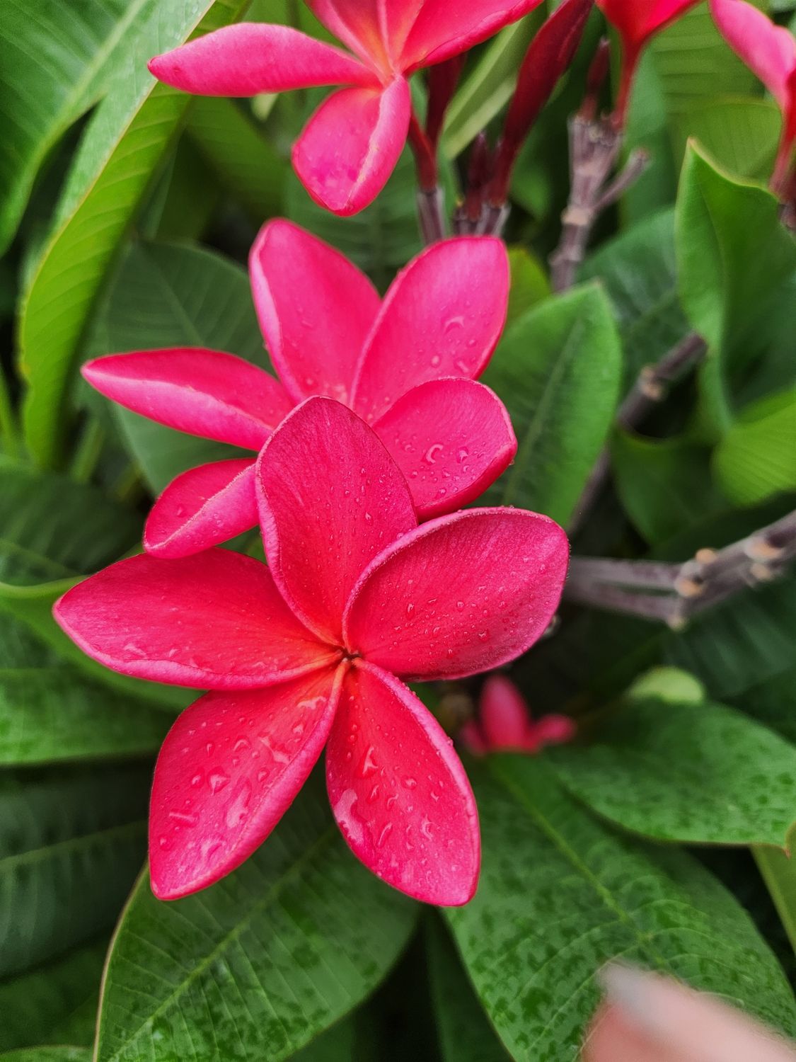 Siam Ruby - Tubtim Sayam
