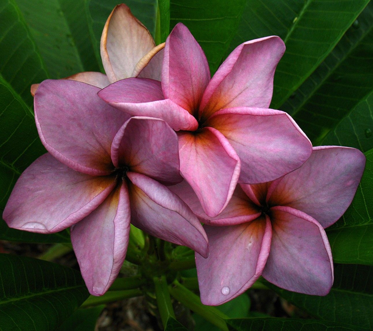 Frangipani Jacks Purple - Muang Jack 200mm