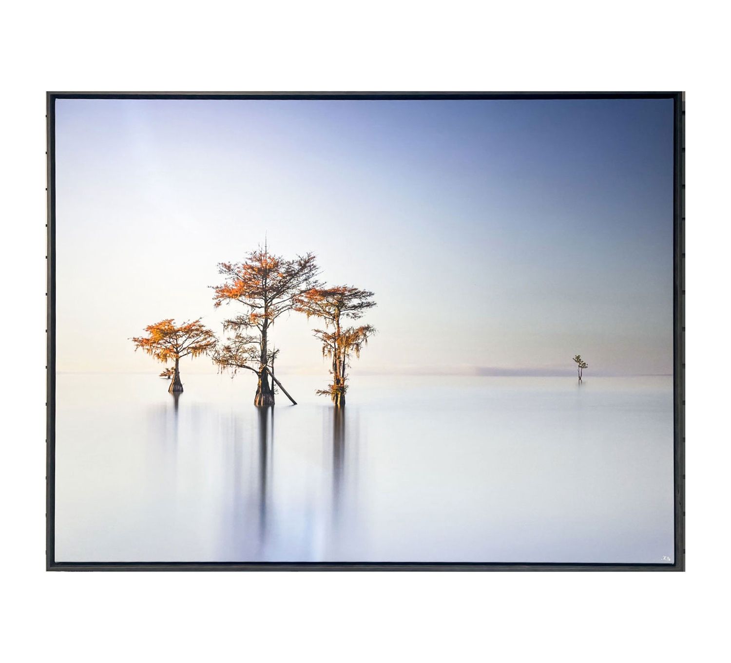 Fall Cypress II