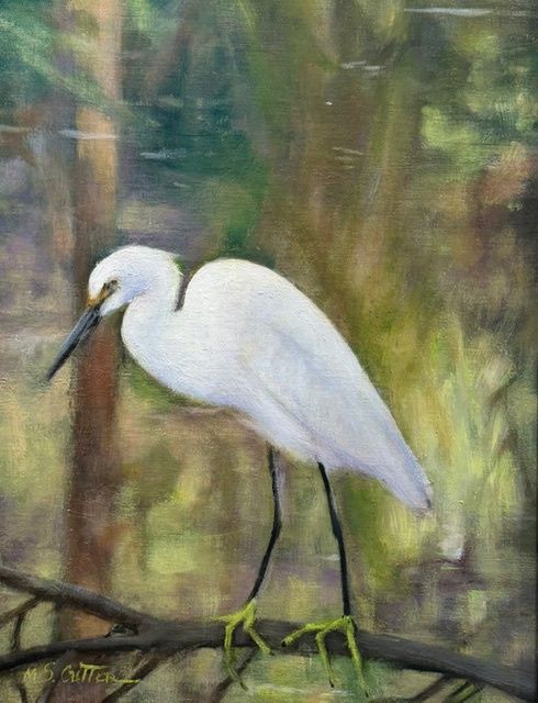 Little Egret