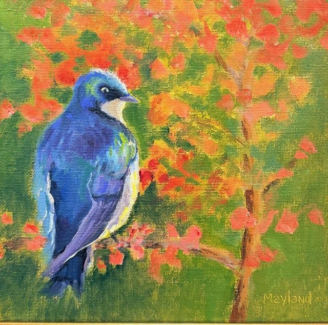 Avian Expressions (Tree Swallow)