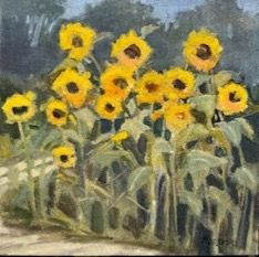 August Sunflowers