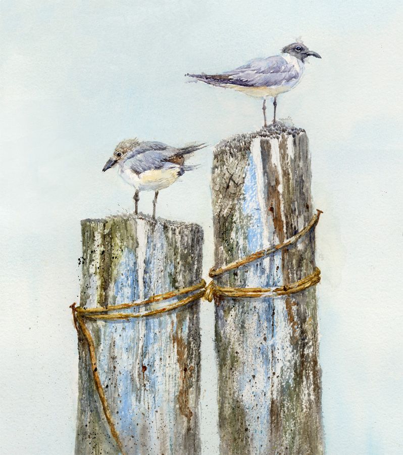 Pair of Sanderlings