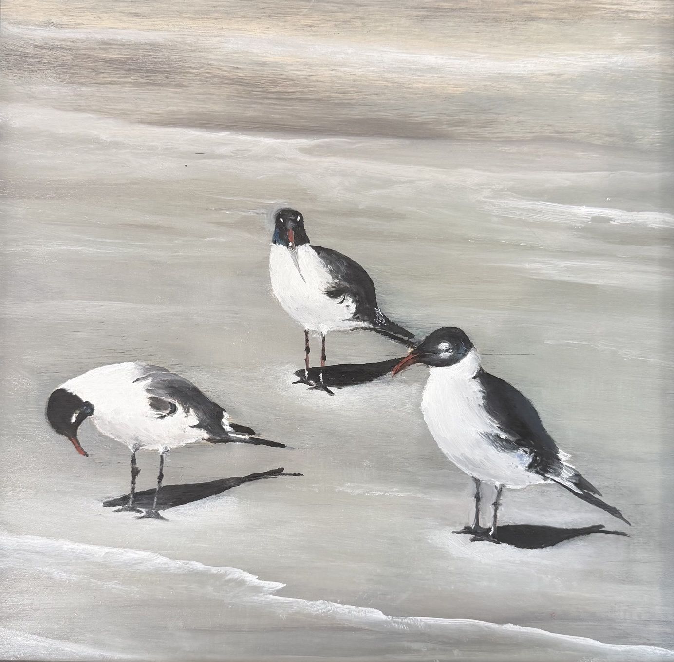 Laughing Gulls