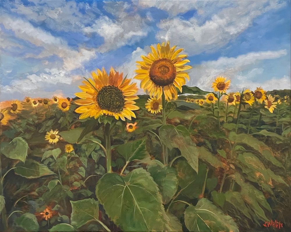 Boone Hall Sunflowers