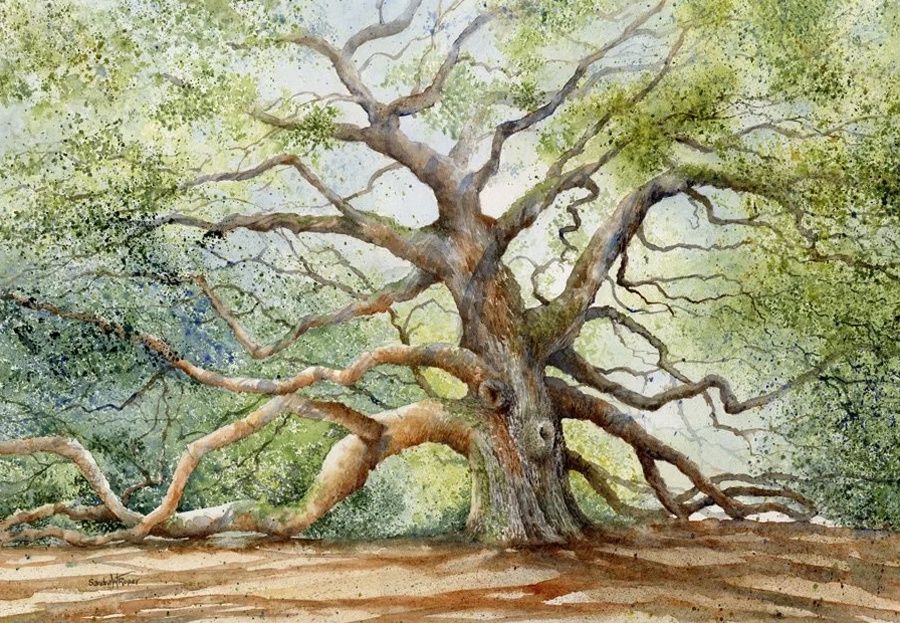 Under the Angel Oak Tree