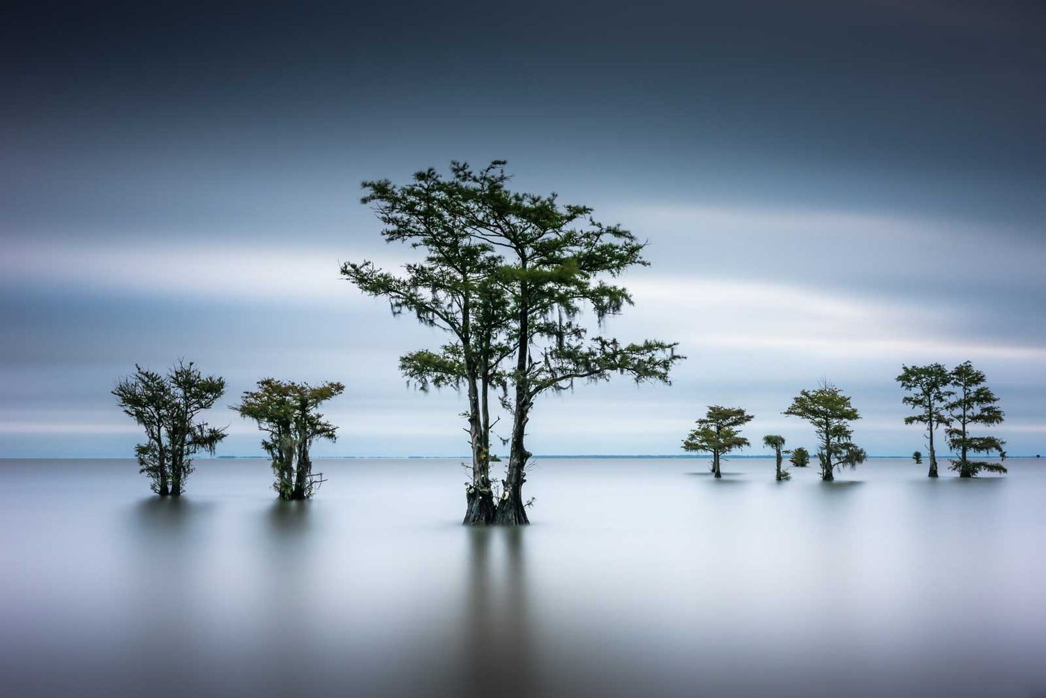 Summer Cypress I 60x40