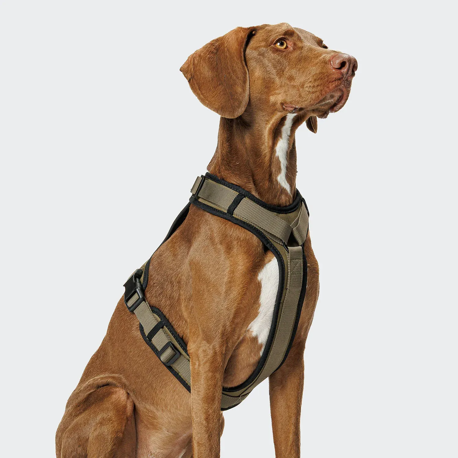 Travel Safety Harness
