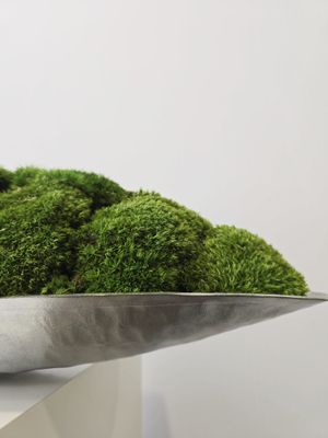 Preserved Moss Decor 永生苔蘚擺設