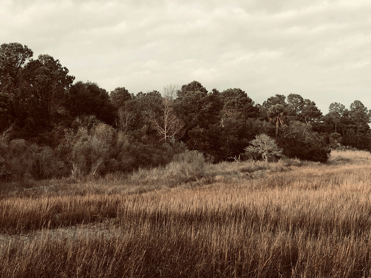 "Lonely Marsh" by L Nalley