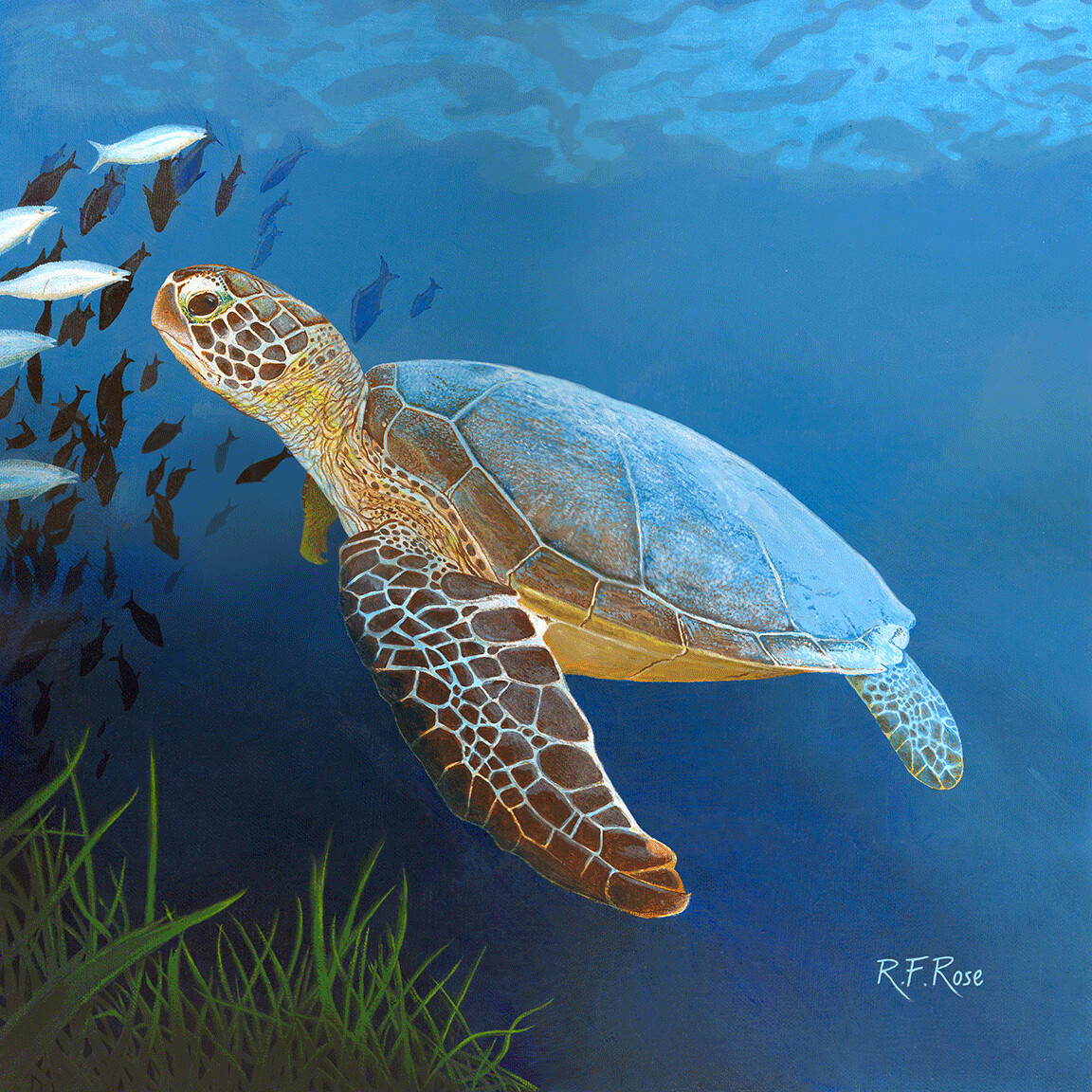 "Sea Turtle" by Richard F. Rose
