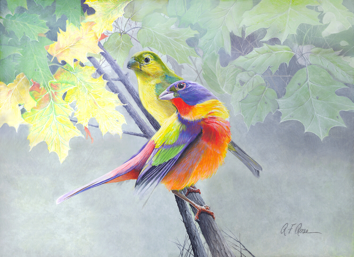 "Painted Bunting" by Richard F. Rose
