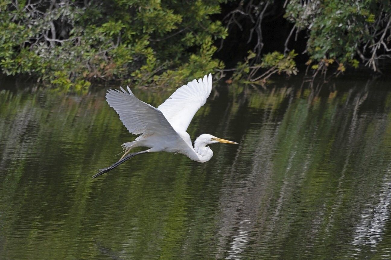 "Great Egret Flying Over Lake"