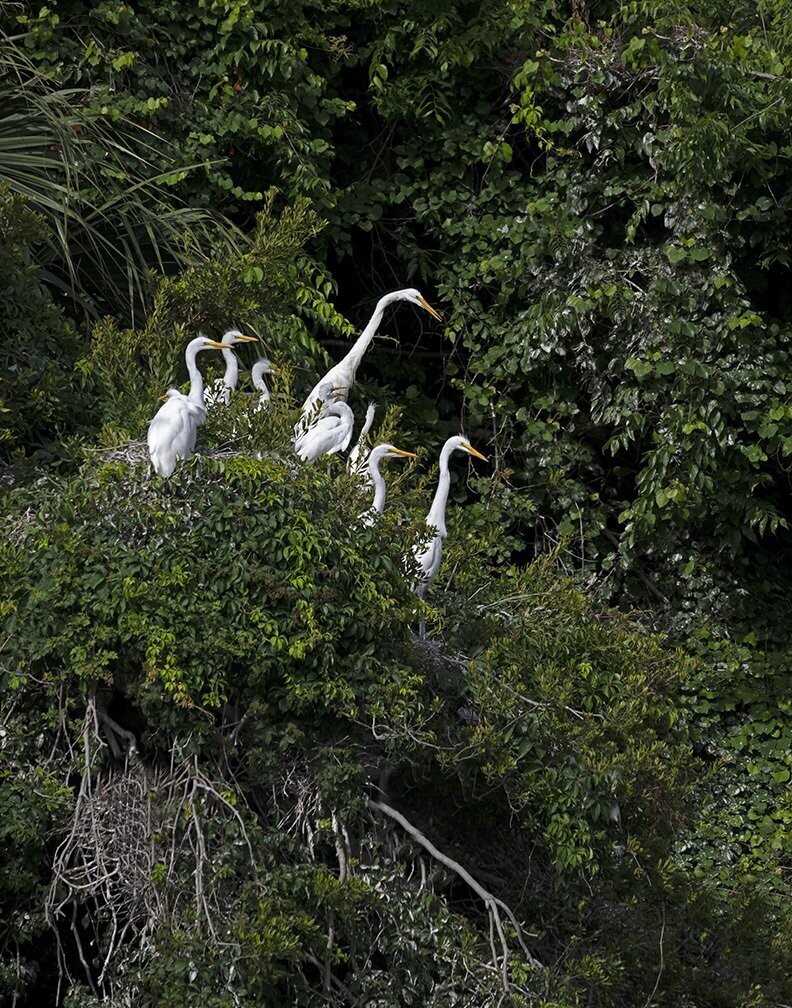 "Great Egret Family"