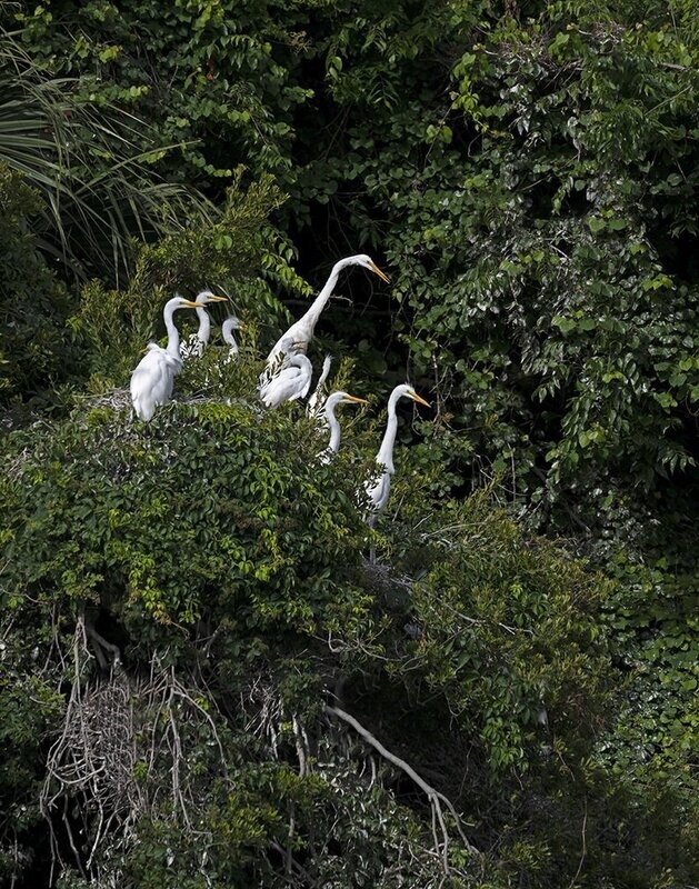 "Great Egret Family"