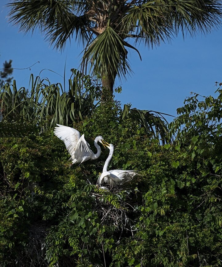 "Great Egrets Kiss"